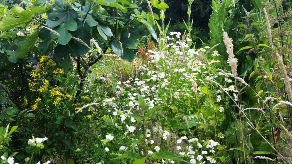 Hot-Spot Blühpflanze