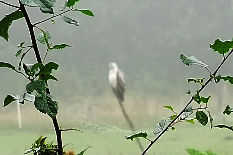 Falke aus dem Hortus Aicara