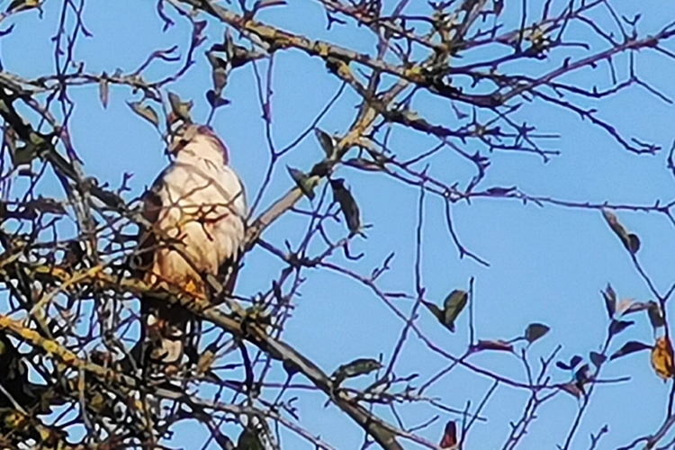 Falke  aus dem Hortus Aicara