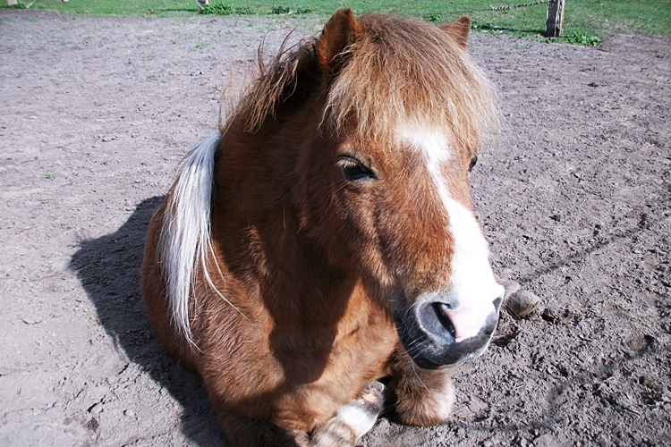 Pony aus dem Hortus Aicara