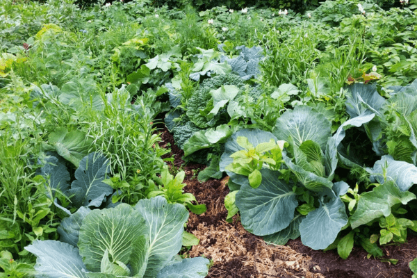 Ertragszone im Hortus Aicara
