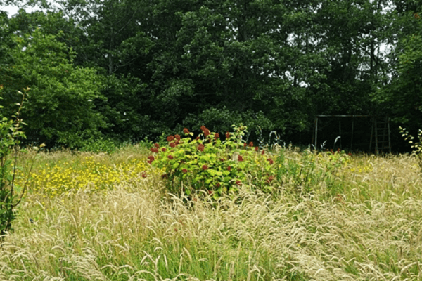 Garten Windschutzzone - Hortus Aicara