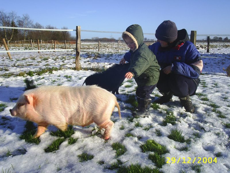 Foto - Hängebauchferkel