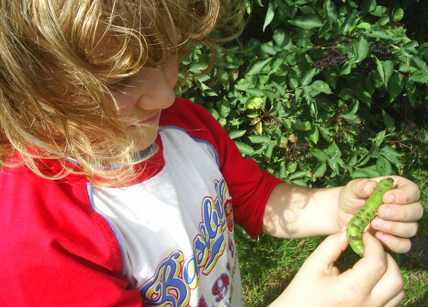 Bild mit Kind und Raupe eines Ligusterschwärmers auf der Hand