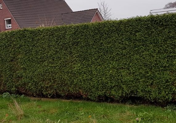 1200x400-Thujahecke