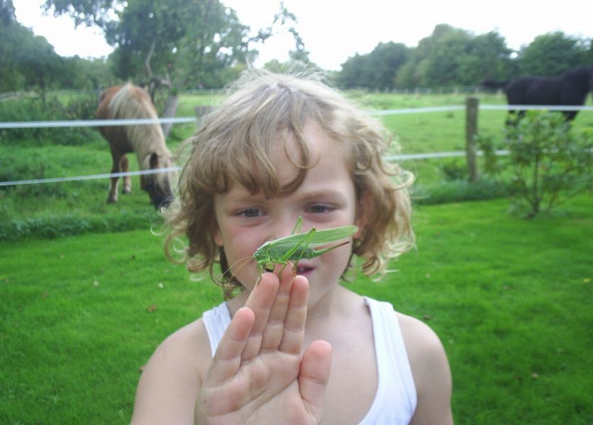 Foto: Grashüpfer - von einem Jungen beobachtet