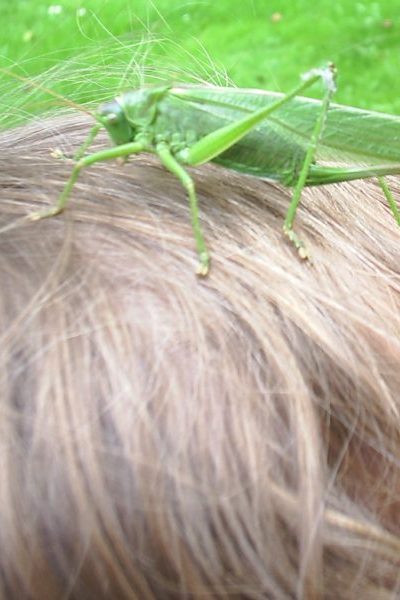 Freund Heuschrecke