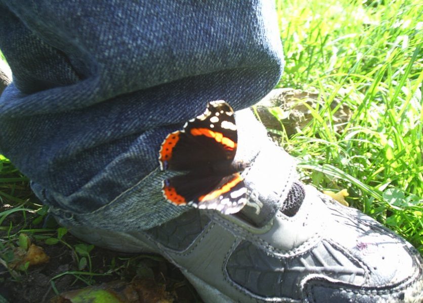 Foto: Ein Admiral Schmetterling am Schuh