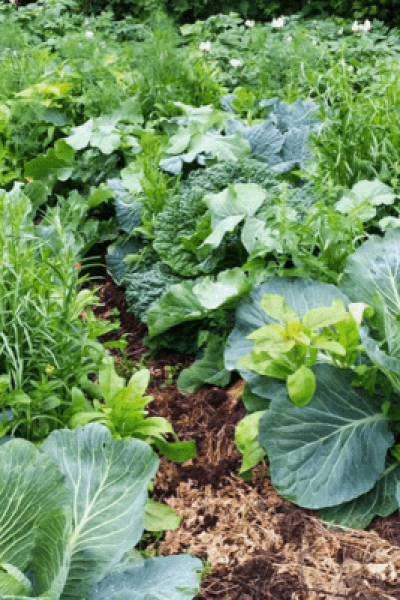 Ertragszone im Hortus Aicara