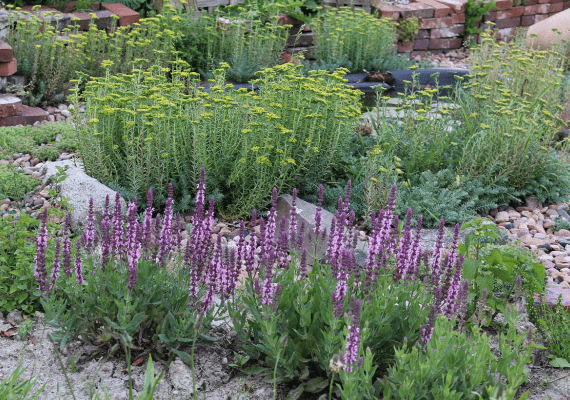 Garten - Hotspotzone für die Insekten im Hortus Aicara
