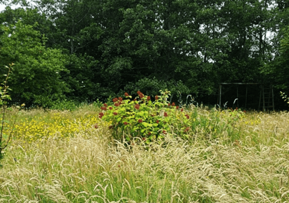 Garten Windschutzzone - Hortus Aicara