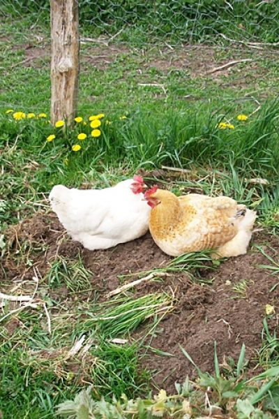 Hühner Pony aus dem Hortus Aicara