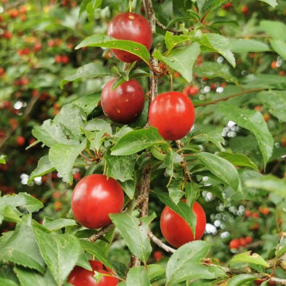 Fotos von Kirschpflaumen