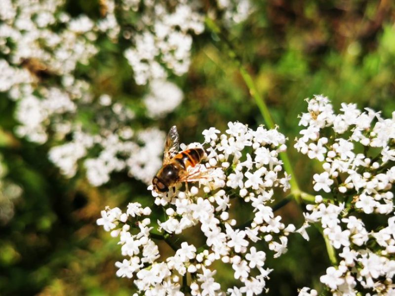 Foto - Biene auf einer Baldrianblüte