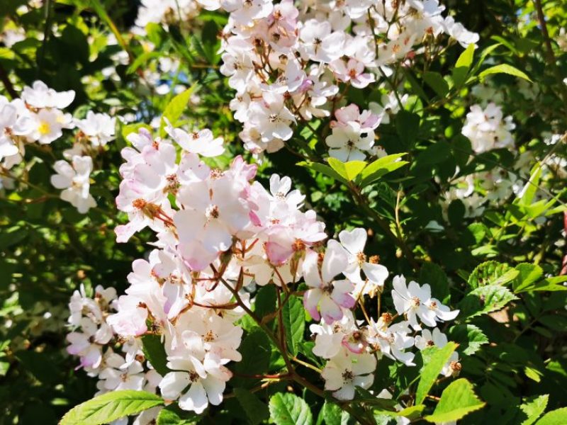 Bild - Blüten einer Büschelrose