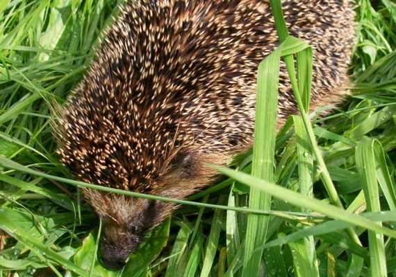 Bild: Igel im Gras
