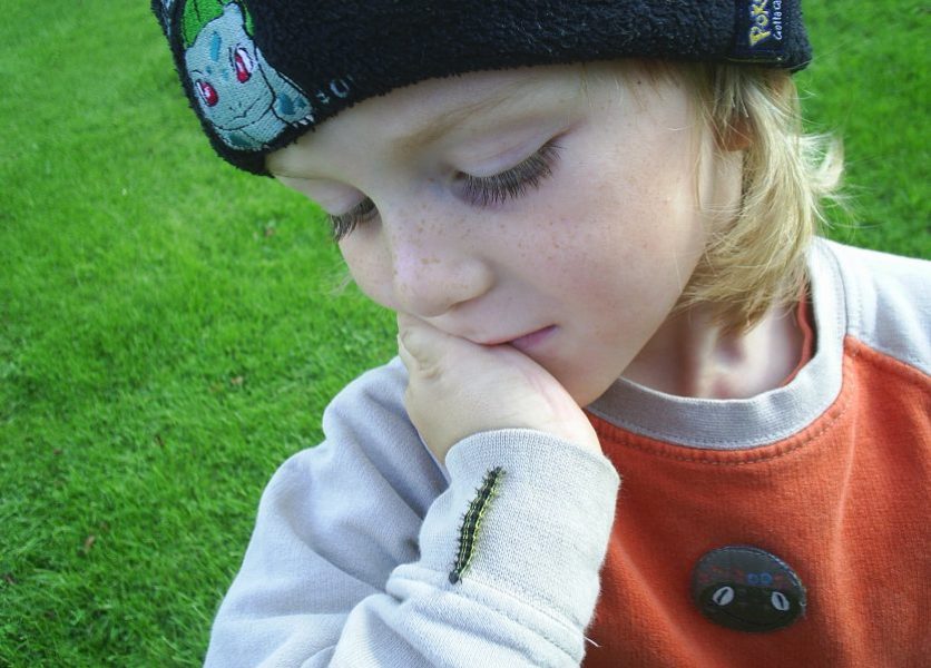 Foto - Raupe vom kleinen Fuchs - Schmetterling