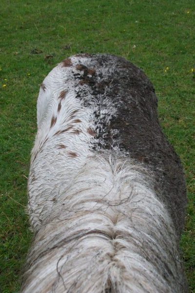 Foto - Pony von oben - eine Seite sauber, andere dreckig - Yang (sauber, weiß) und Yin (dreckig, dunkel)