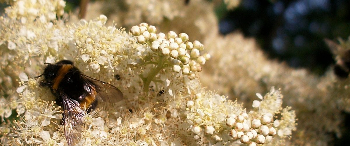 Flora+Fauna - Mädeüß