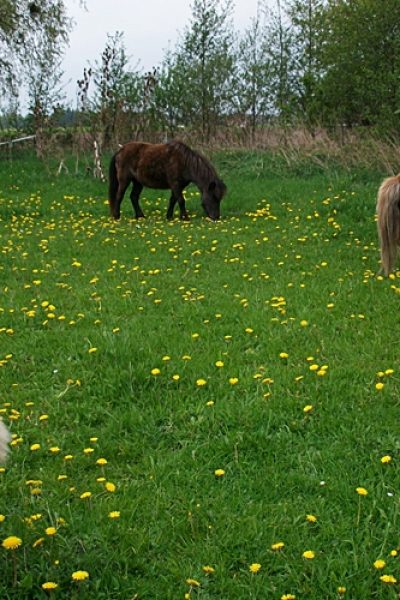 Ponies aus dem Hortus Aicara