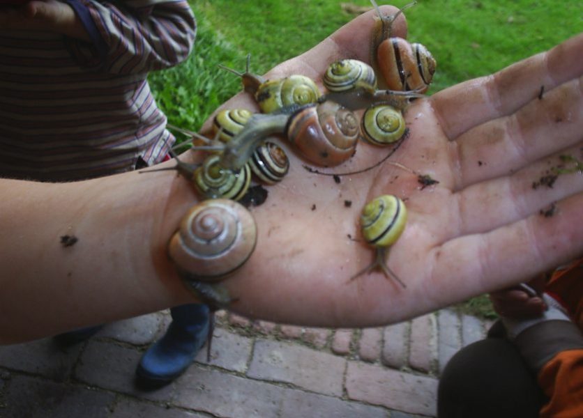 Foto - Viele Schnecken auf Kinderhand